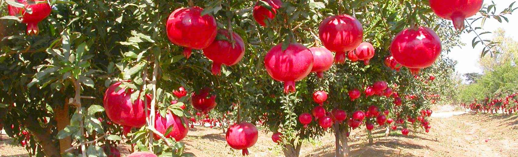Pomegranate Farms