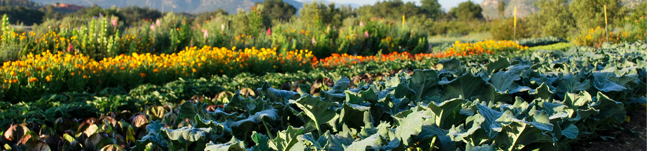 Vegitables Farms Development